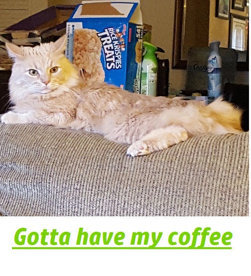 Gotta Have My Coffee Novelty Ironic Cat Mug